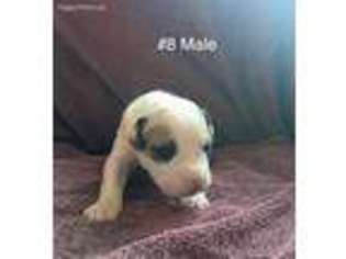 American Bulldog Puppy for sale in Safford, AZ, USA