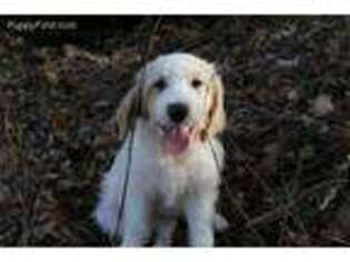 Goldendoodle Puppy for sale in Frankewing, TN, USA
