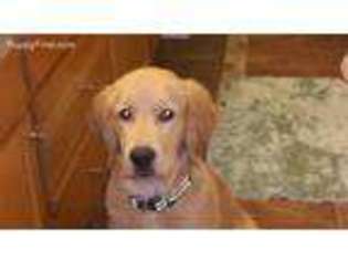 Golden Retriever Puppy for sale in Spanaway, WA, USA