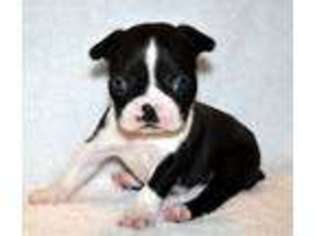 Boston Terrier Puppy for sale in Farmersville, TX, USA