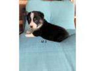 Pembroke Welsh Corgi Puppy for sale in Williamsburg, KY, USA