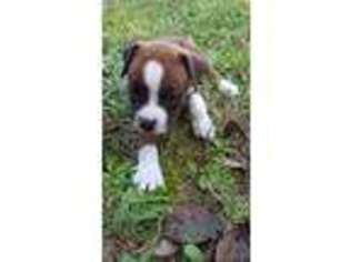 Boxer Puppy for sale in Easley, SC, USA