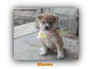 Shiba Inu Puppy for sale in Conway, AR, USA
