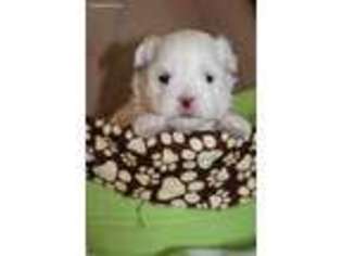 Maltese Puppy for sale in Goshen, IN, USA