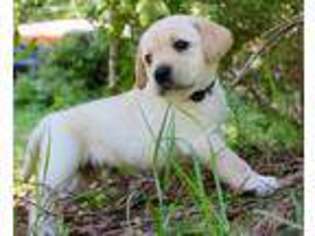 Labrador Retriever Puppy for sale in Marianna, FL, USA