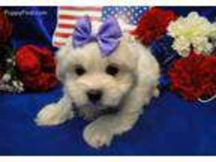 Coton de Tulear Puppy for sale in Bronx, NY, USA