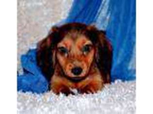 Dachshund Puppy for sale in Maple Lake, MN, USA