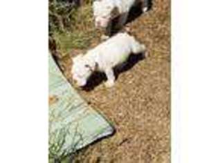 Olde English Bulldogge Puppy for sale in Newport, WA, USA