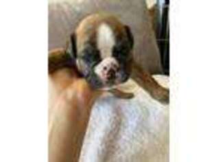 Olde English Bulldogge Puppy for sale in Pasco, WA, USA