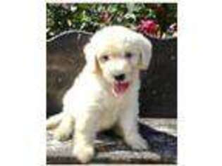 Goldendoodle Puppy for sale in Hammond, LA, USA