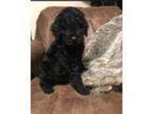 Goldendoodle Puppy for sale in Cookeville, TN, USA