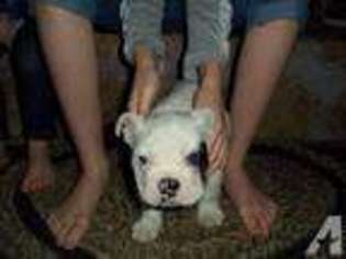 Bulldog Puppy for sale in PIGEON FORGE, TN, USA