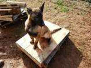 Belgian Malinois Puppy for sale in Easley, SC, USA