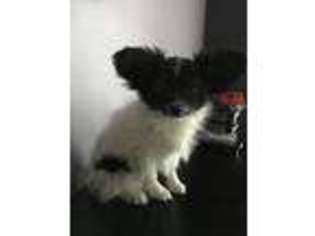 Papillon Puppy for sale in Coal Township, PA, USA