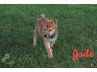 Shiba Inu Puppy for sale in Bernville, PA, USA