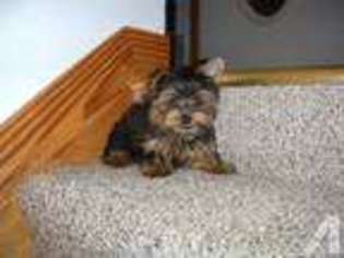 Yorkshire Terrier Puppy for sale in SHERIDAN, MI, USA