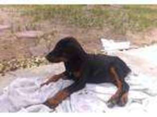 Doberman Pinscher Puppy for sale in Indian Springs, NV, USA