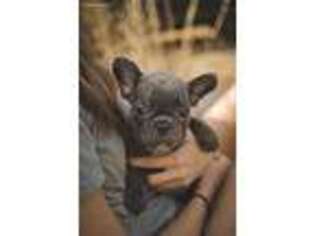 French Bulldog Puppy for sale in Altoona, AL, USA