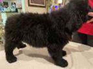 Newfoundland Puppy for sale in Apple Valley, CA, USA