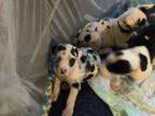 Great Dane Puppy for sale in Louisville, GA, USA