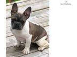 French Bulldog Puppy for sale in Lynchburg, VA, USA