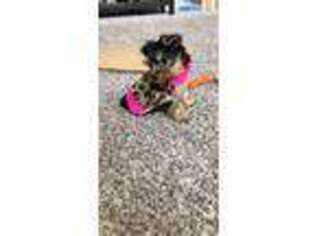 Yorkshire Terrier Puppy for sale in Oswego, IL, USA