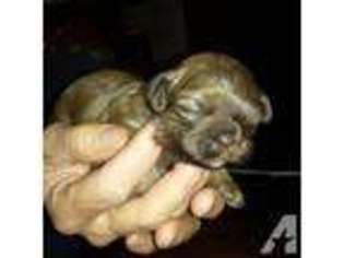 Mutt Puppy for sale in CHAPMAN RANCH, TX, USA