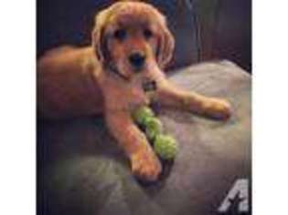 Golden Retriever Puppy for sale in SANDY, OR, USA