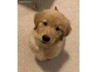 Golden Retriever Puppy for sale in Romeoville, IL, USA
