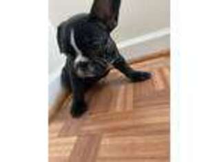 French Bulldog Puppy for sale in Perry Hall, MD, USA