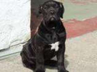 Cane Corso Puppy for sale in Ronks, PA, USA