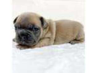 French Bulldog Puppy for sale in Sugar Land, TX, USA
