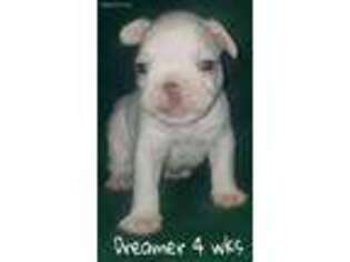 French Bulldog Puppy for sale in Farmington, AR, USA
