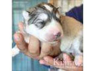 Siberian Husky Puppy for sale in Appleton, WI, USA