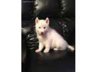 Siberian Husky Puppy for sale in Winder, GA, USA