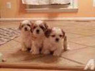 Mutt Puppy for sale in DULLES, VA, USA