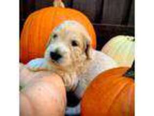 Labradoodle Puppy for sale in Leland, NC, USA