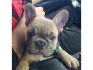 French Bulldog Puppy for sale in Liberty, IL, USA