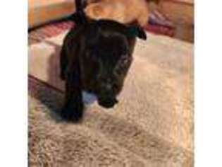 Scottish Terrier Puppy for sale in Eva, AL, USA