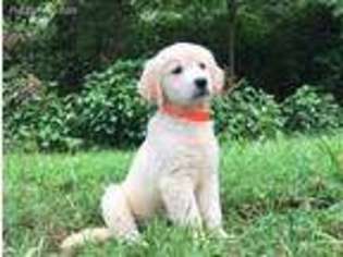 Mutt Puppy for sale in Fairdale, KY, USA