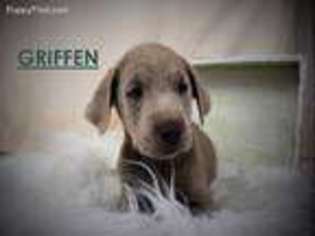Labrador Retriever Puppy for sale in Sugarcreek, OH, USA