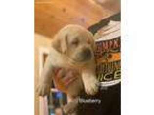 Labrador Retriever Puppy for sale in Fairfield, VT, USA