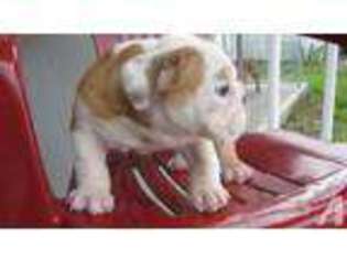 Bulldog Puppy for sale in HAKALAU, HI, USA