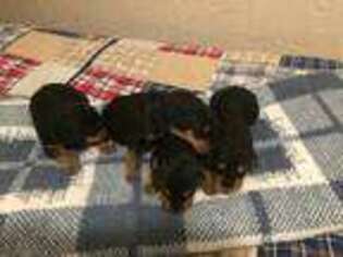 Airedale Terrier Puppy for sale in Colorado Springs, CO, USA