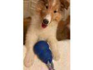 Collie Puppy for sale in Cumberland, MD, USA
