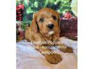 Cavapoo Puppy for sale in Lebanon, MO, USA