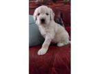 Goldendoodle Puppy for sale in Pelzer, SC, USA