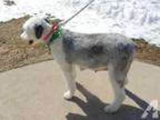 Old English Sheepdog Puppy for sale in MARIBEL, WI, USA