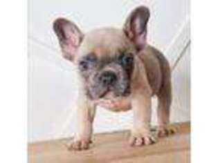 French Bulldog Puppy for sale in Pillager, MN, USA
