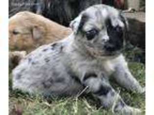 Australian Shepherd Puppy for sale in Yukon, OK, USA